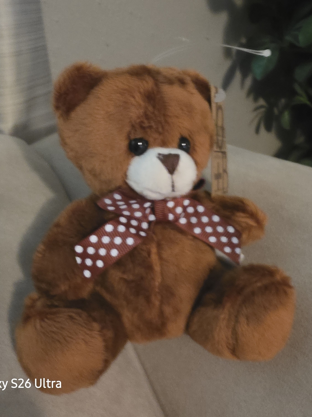 Burton Brown Plush Teddy with Polka Dot Bow